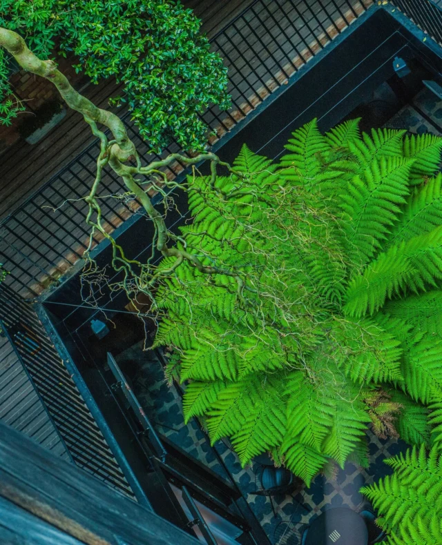 Courtyard, the heart of The Mandrake, where giant ferns rise like green cathedrals and wild nature climbs through stillness and light.⁠